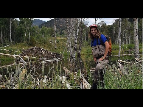 Dam it! A dive into the Wonderful World of Beaver Assisted Restoration