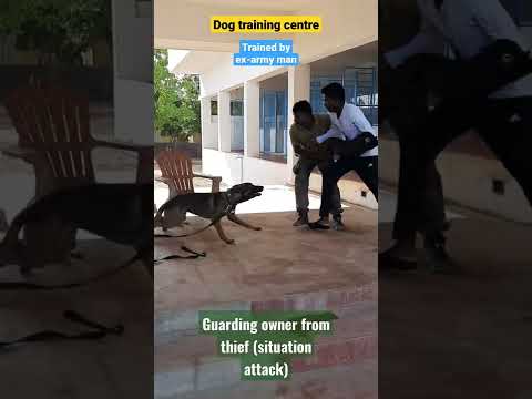 Belgian dog saving owner from thief(no one is harmed) #dogtraining #belgian #dogsintamilnadu #shorts