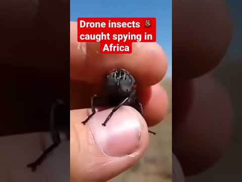 Drone insects caught spying in Africa. Is it true?#shorts