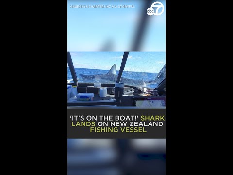 WILD! Shark lands on fishing boat in New Zealand