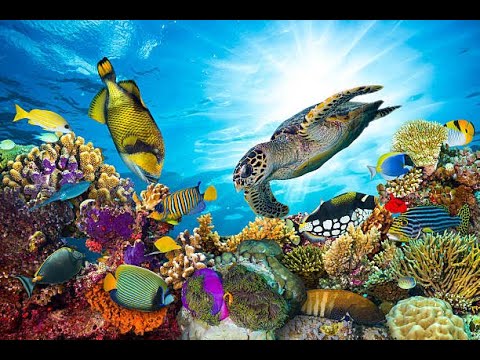 Exploring the Great Barrier Reef: Australia&#039;s Natural Wonder