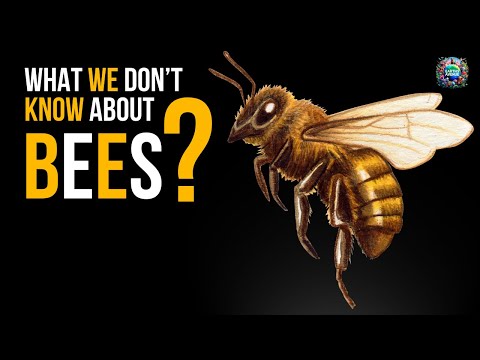 What We Don&#039;t Know About: Bees