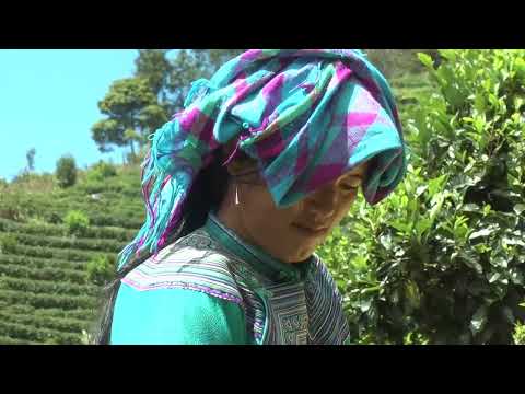 Emerald Elixir: Unveiling Vietnam&#039;s Secret to the World&#039;s Finest Green Tea